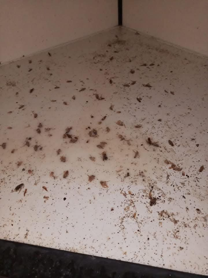 شركة مكافحة حشرات بجدة صراصير عته بق نمل ابيض - Image 4