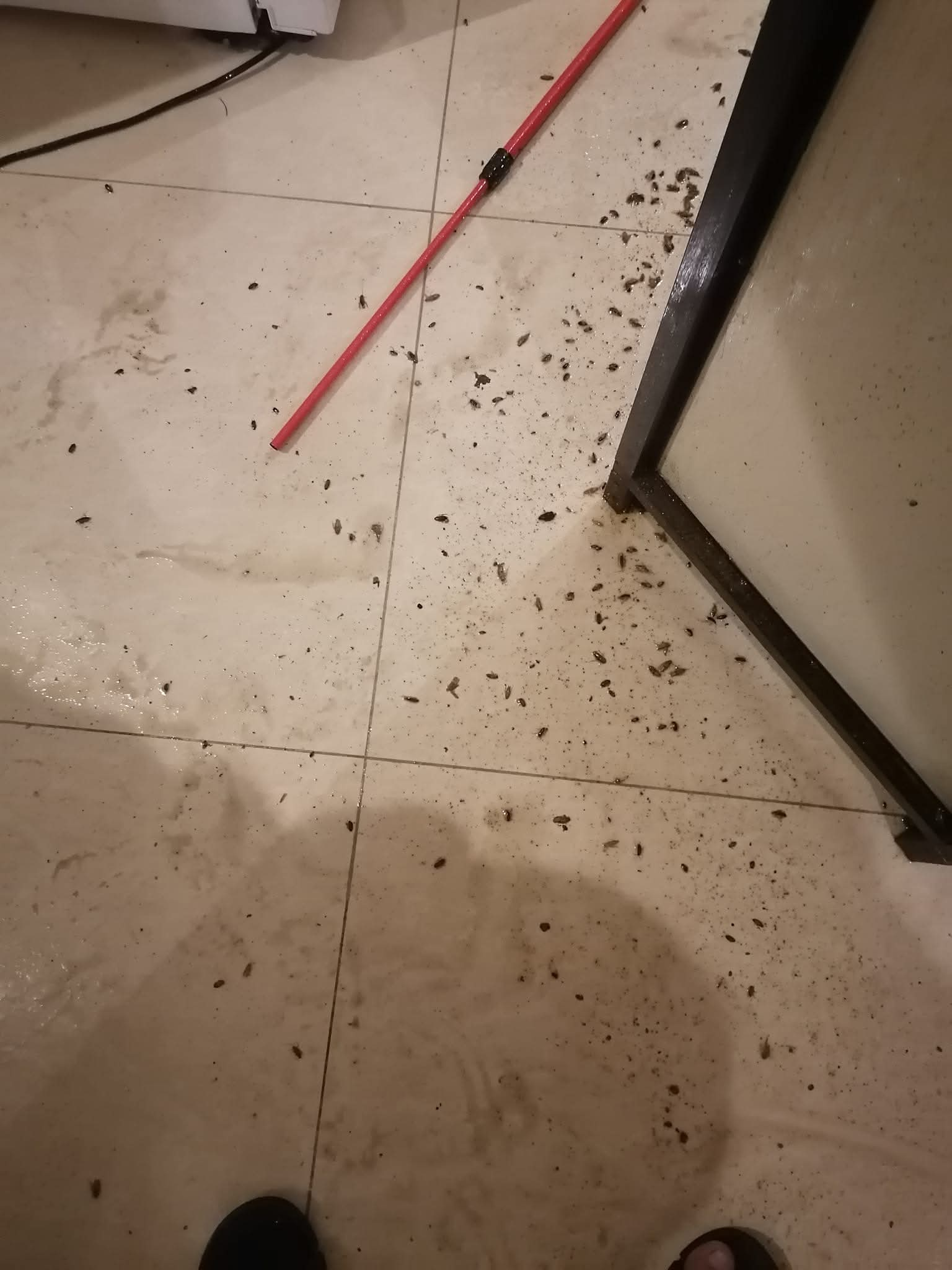 شركة مكافحة حشرات بجدة صراصير عته بق نمل ابيض - Image 6