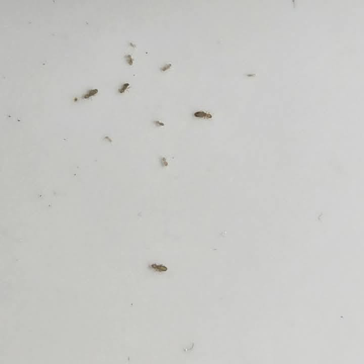 شركه مكافحه جميع انواع الحشرات الطائرة والزاحفه - Image 3