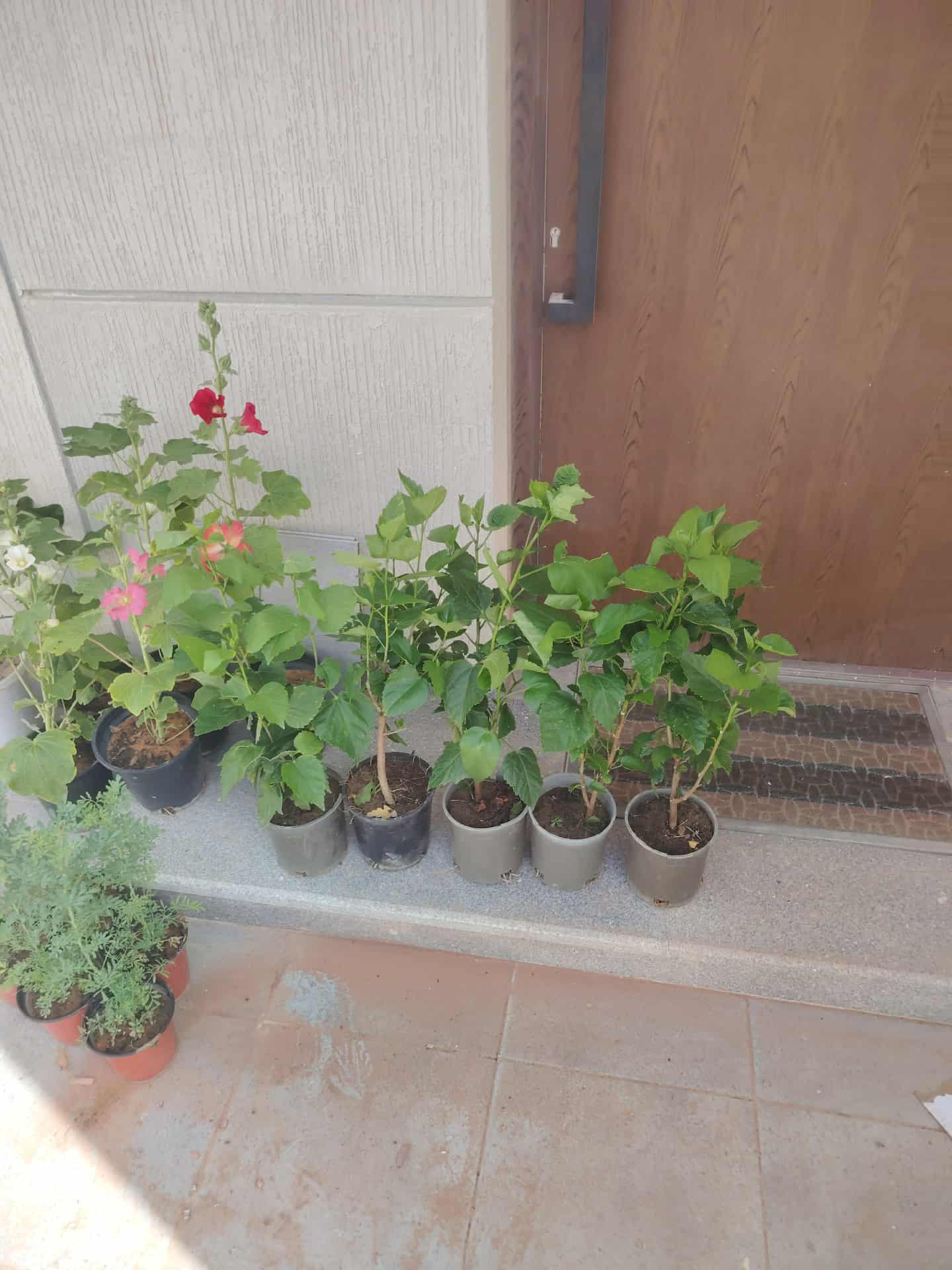 تنسيق حدائق - Image 12