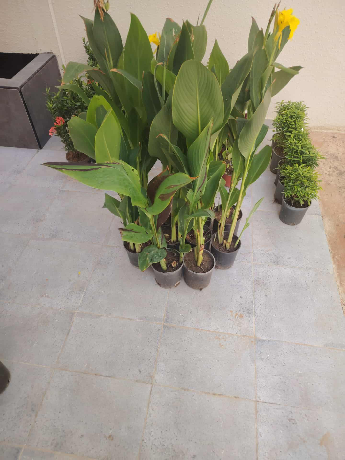 تنسيق حدائق - Image 8