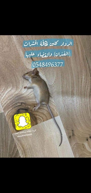 شركة الرواد كلين لمكافحة الحشرات - Image 7