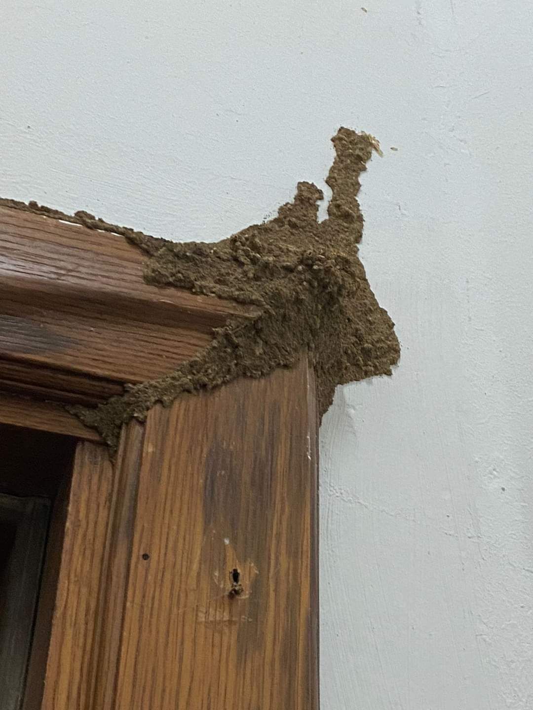 شركة الرواد كلين لمكافحة الحشرات - Image 9