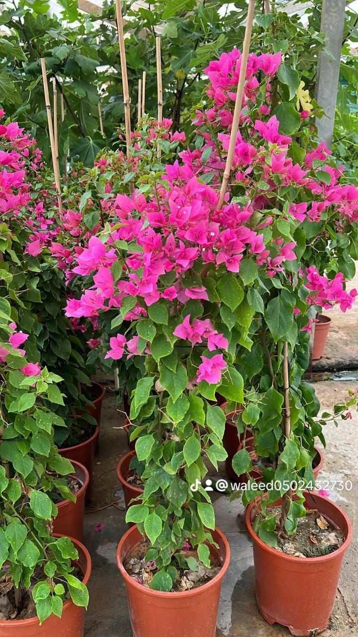 تنسيق حدائق - Image 13