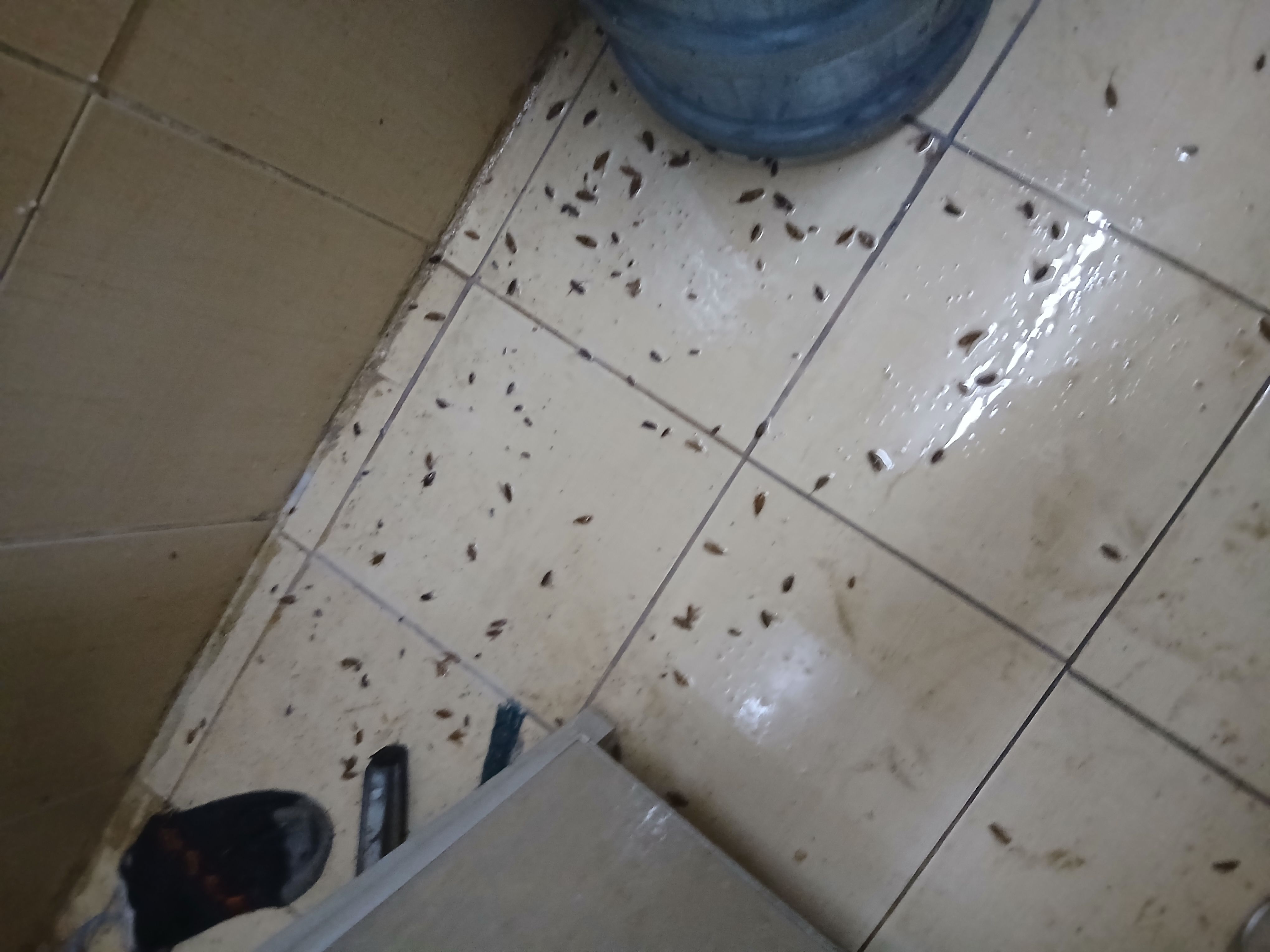 مكافحة حشرات بالرياض - Image 4