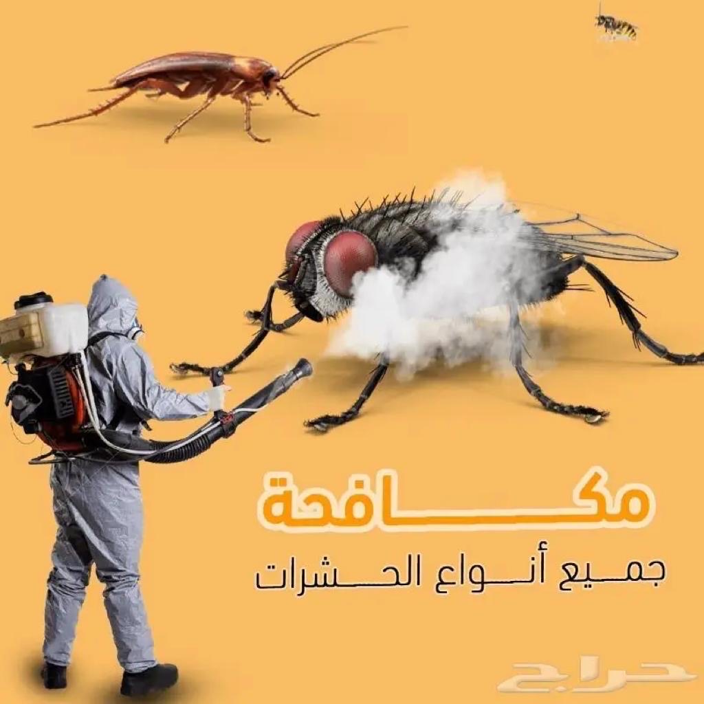 مكافحة جميع الحشرات بالضمان مثل النمل والصراصير والبقّ وفران - Image 4