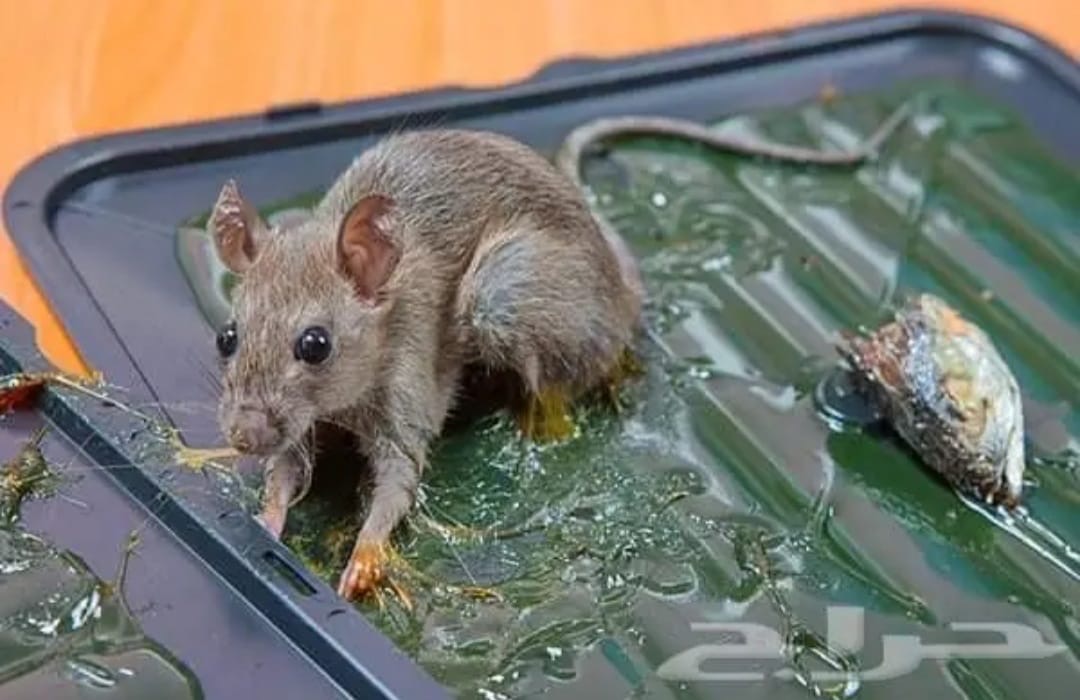 مكافحة جميع الحشرات بالضمان مثل النمل والصراصير والبقّ وفران - Image 6