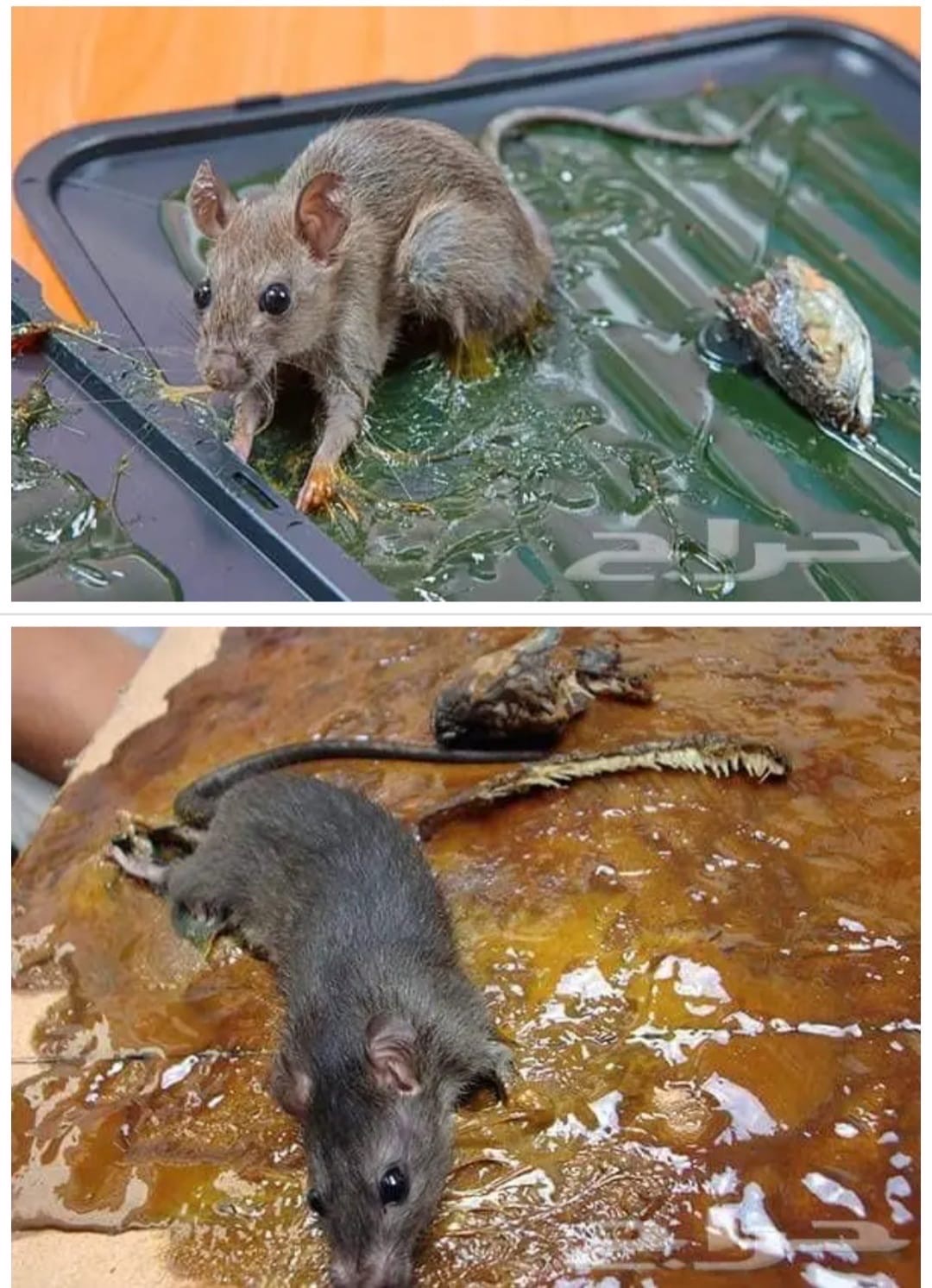 مكافحة جميع الحشرات بالضمان مثل النمل والصراصير والبقّ وفران - Image 7