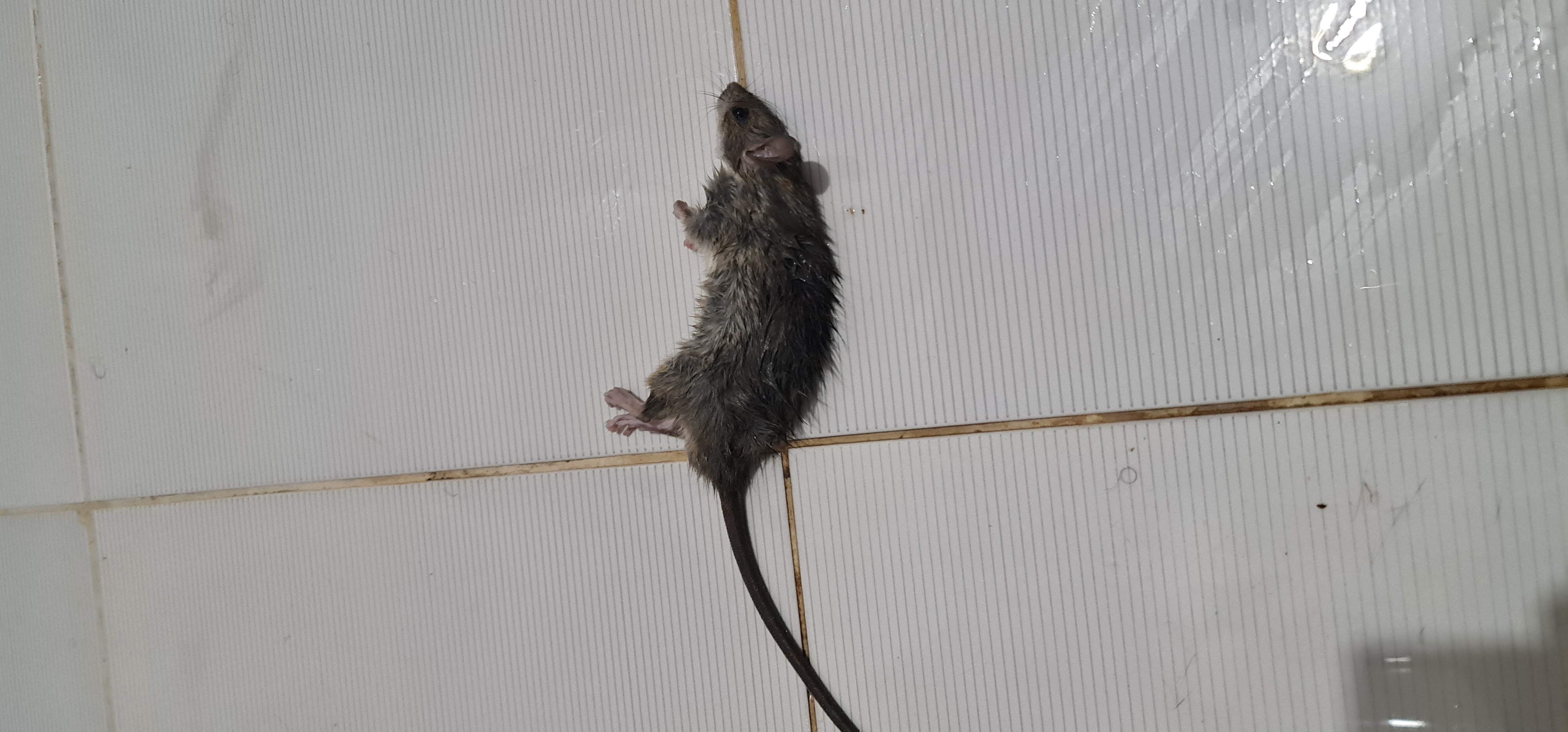 مكافحة جميع الحشرات بالضمان مثل النمل والصراصير والبقّ وفران - Image 10