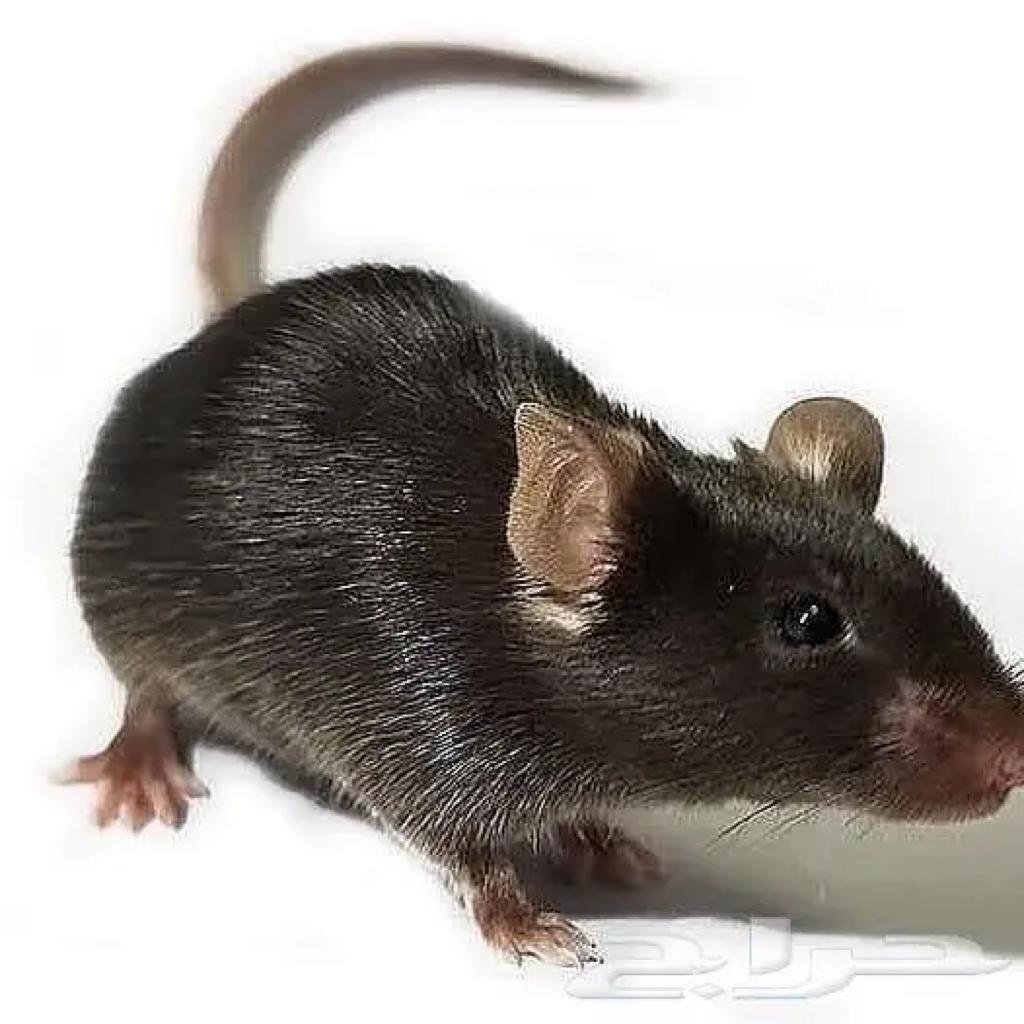 مكافحة حشرات رش مبيدات مكافحة الصراصير مكافحة النمل والفئران - Image 3