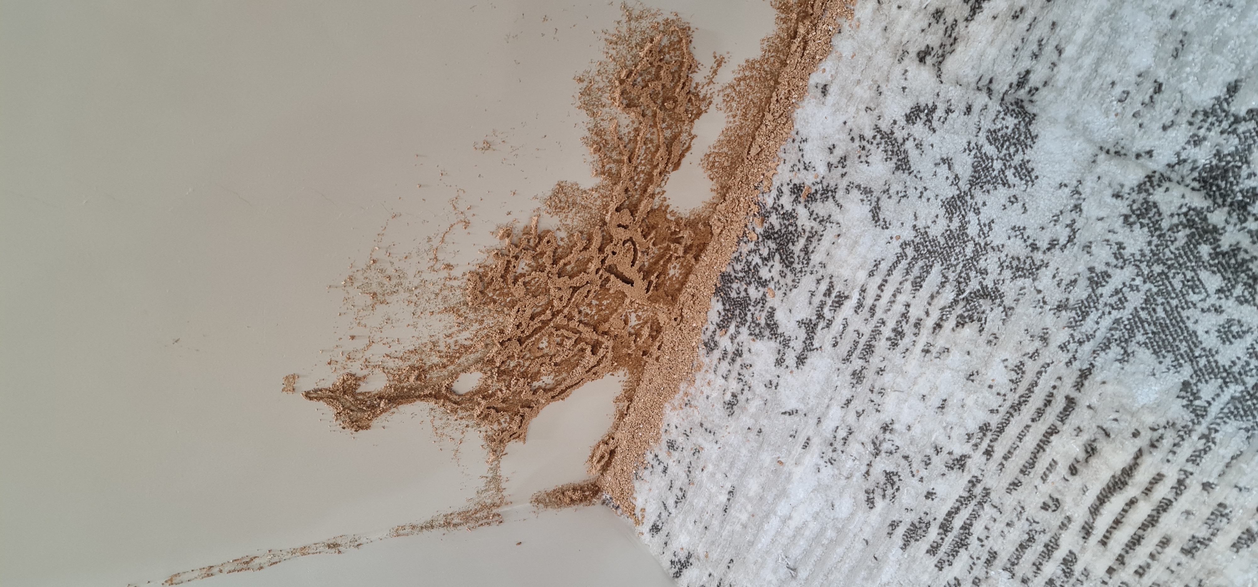 مكافحة حشرات رش مبيدات مكافحة الصراصير مكافحة النمل والفئران - Image 6