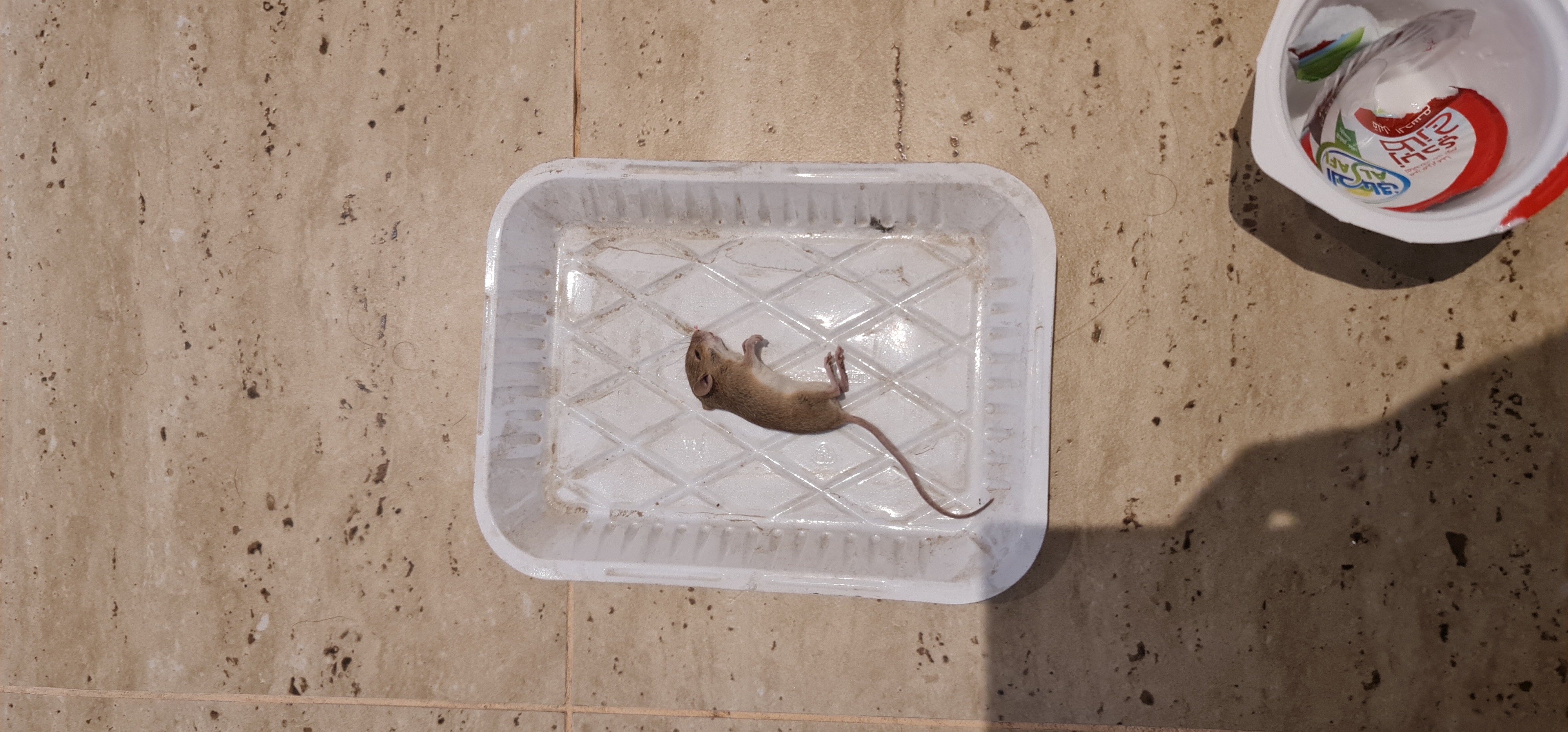 مكافحة حشرات رش مبيدات مكافحة الصراصير مكافحة النمل والفئران - Image 7