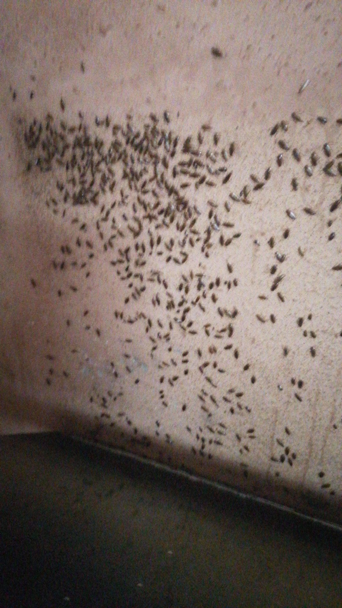 رش حشرات رش مبيدات مكافحة حشرات0534647248 - Image 6