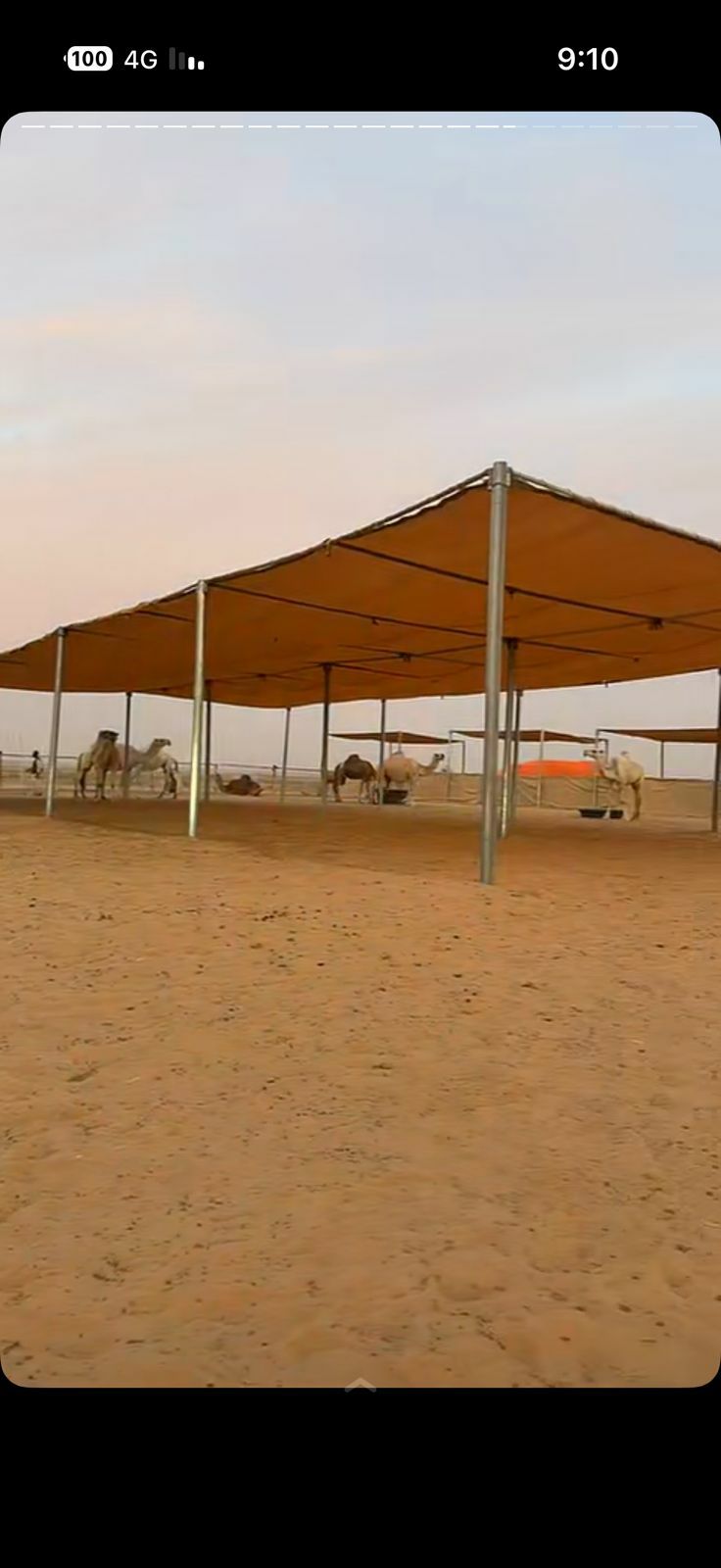 مقاول شبوك وزراعة النخيل