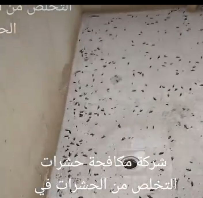 أنوار المدينه تنظيف منازل تنظيف مجالس سجاد تنظيف خزانات عزل - Image 20