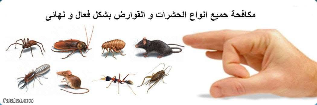 شركة مكافحة حشرات بجدة مكافحة الصراصير البق النمل الابيض الوزغ بجدة